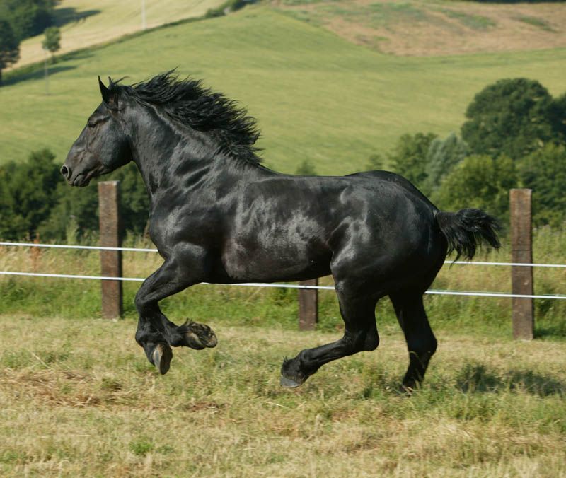 Percheron Horses